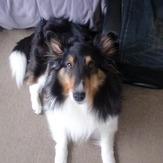 シェルティー１頭の里親募集します