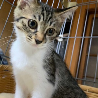好奇心旺盛な美猫のノノちゃん♡
