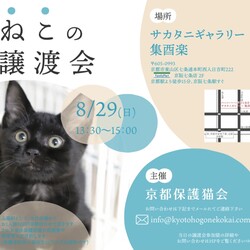 京都　ねこの譲渡会