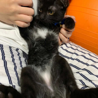 お腹に隠れたチャームポイント‪♡‬黒猫のノアくん！