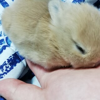 ウサギ 小動物 の里親募集情報 ペットのおうち 月間利用者150万人