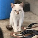 シャム似のハンサムボーイ里親決定！