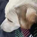 お話中！！ラブラドールミックス