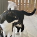 お髭模様がチャームポイントのマンチカンです