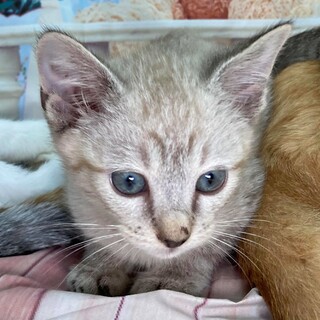 ちっちゃいシャム系兄妹、とっても可愛いチビにゃん！