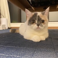 きなこ