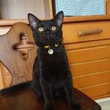 黒猫「ケント」里親様募集