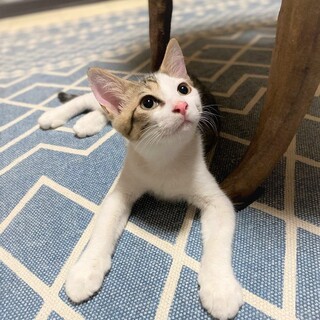 怖がり甘えん坊☆フェルディナンド