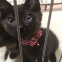 保護子猫2匹の里親募集(黒丸くん、錆丸くん)