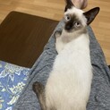超・美猫！シャムmixみーちゃん５ヶ月