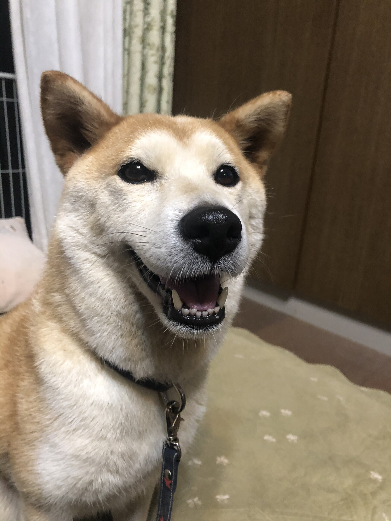 富士額美人の柴犬ランちゃん 兵庫県 犬の里親募集 ペットのおうち 月間利用者150万人