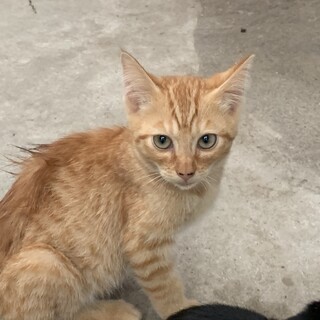 茶トラのやんちゃボーイ家族決定！