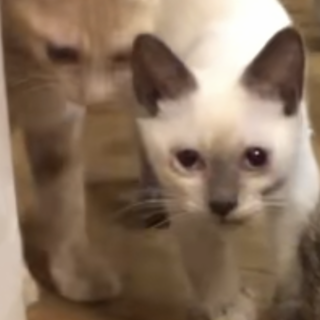 シャムのような子と、黄色の子猫ちゃん！