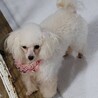 タイニープードルのフーガちゃん♀２才 サムネイル2