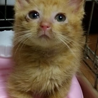 ✨ちっちゃな茶トラの女の子✨