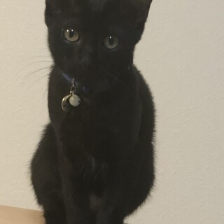 甘えん坊の黒猫くん