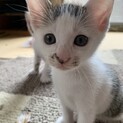 6月6日生まれのキジシロ兄弟