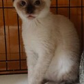 ブルーアイシールポイントのサミー