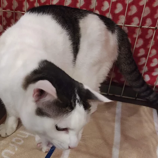 きじ白｢はれお｣ 20s109