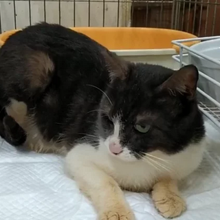 ぶち猫｢北名古屋24｣ SKU： 北名古屋24