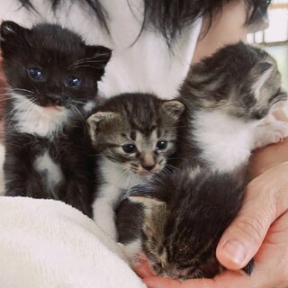 可愛い甘えたさん仔猫達ら