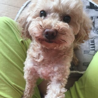 ももちゃん　トイプードル　6才　♀