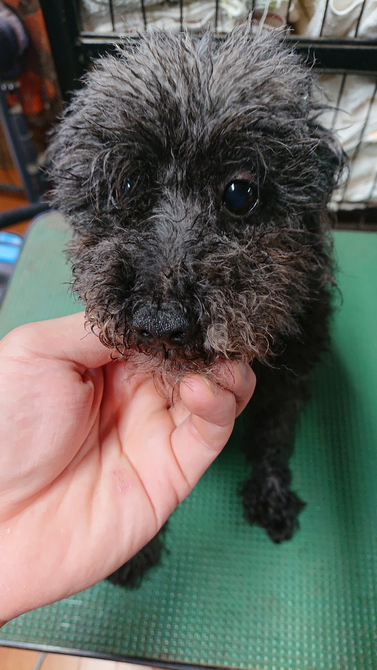 トイプードルの男の子です 福島県 犬の里親募集 ペットのおうち 月間利用者150万人