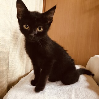 人慣れ抜群!ジブリの森から来たような美人黒猫ちゃん