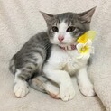 河川敷で保護したかわいい白キジ兄妹