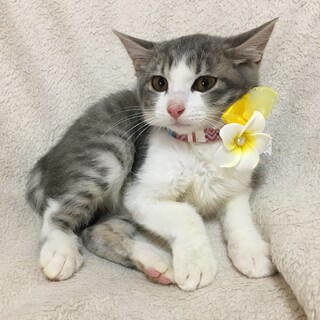 河川敷で保護したかわいい白キジ兄妹