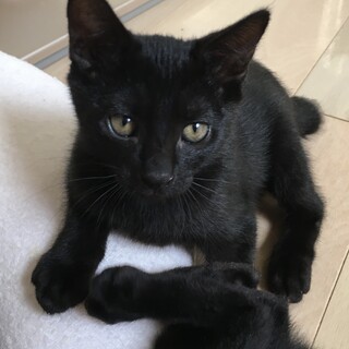 甘えん坊で元気な黒猫ボブくん男の子ｰ4ヶ月