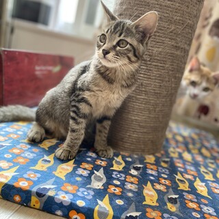 やんちゃboy☆北くん〘キジトラ〙