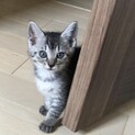 募集停止中⭐️甘えんぼのキジグレー女の子