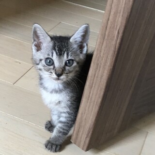 募集停止中⭐️甘えんぼのキジグレー女の子