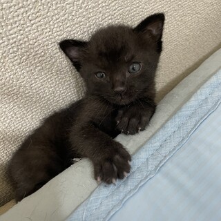 家族を探しています(*´-`)