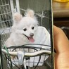 こっこん