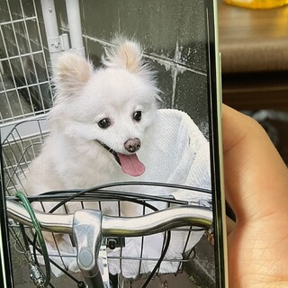 緊急！12歳ぽめ里親募集