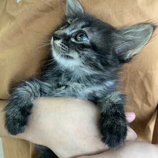 里親様決まりました☆