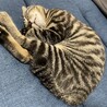 の写真