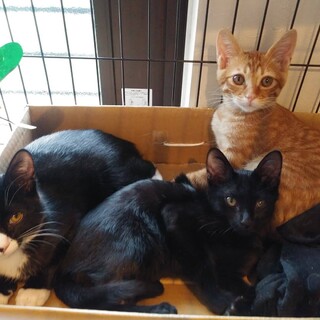 ぼくたちのずっとのお家決まりました！