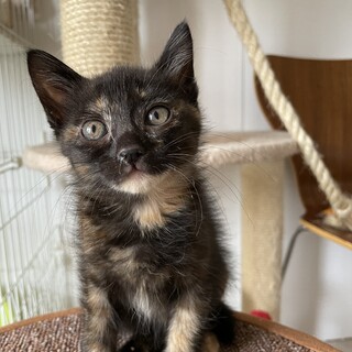 【小平市】おチビなサビ猫！ミルクちゃん