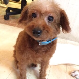 チャコ女の子５ｋｇ