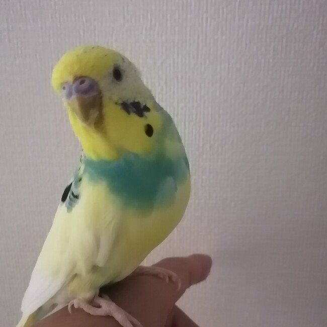 ウニイクラトロのカバー写真