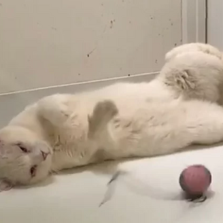 白猫｢ぬぅ｣ 20s151