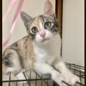 【28日お見合い会開催】美形のぞみちゃん♡3ヶ月