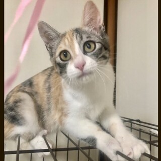 【28日お見合い会開催】美形のぞみちゃん♡3ヶ月