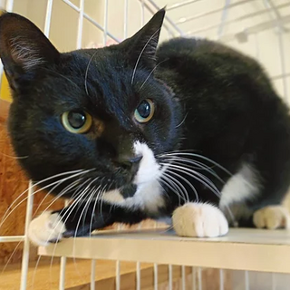 ぶち猫｢ぺん｣ SKU： 19s34