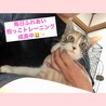 【28日お見合い会開催】美形のぞみちゃん♡3ヶ月 サムネイル4