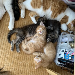 生後2ヶ月の子猫兄妹