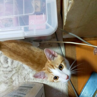 子猫の里親募集(茶白オス）